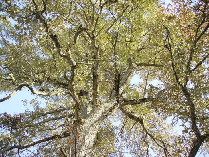 Quercus x crenata = Q. x hispanica = Q. lucombeana